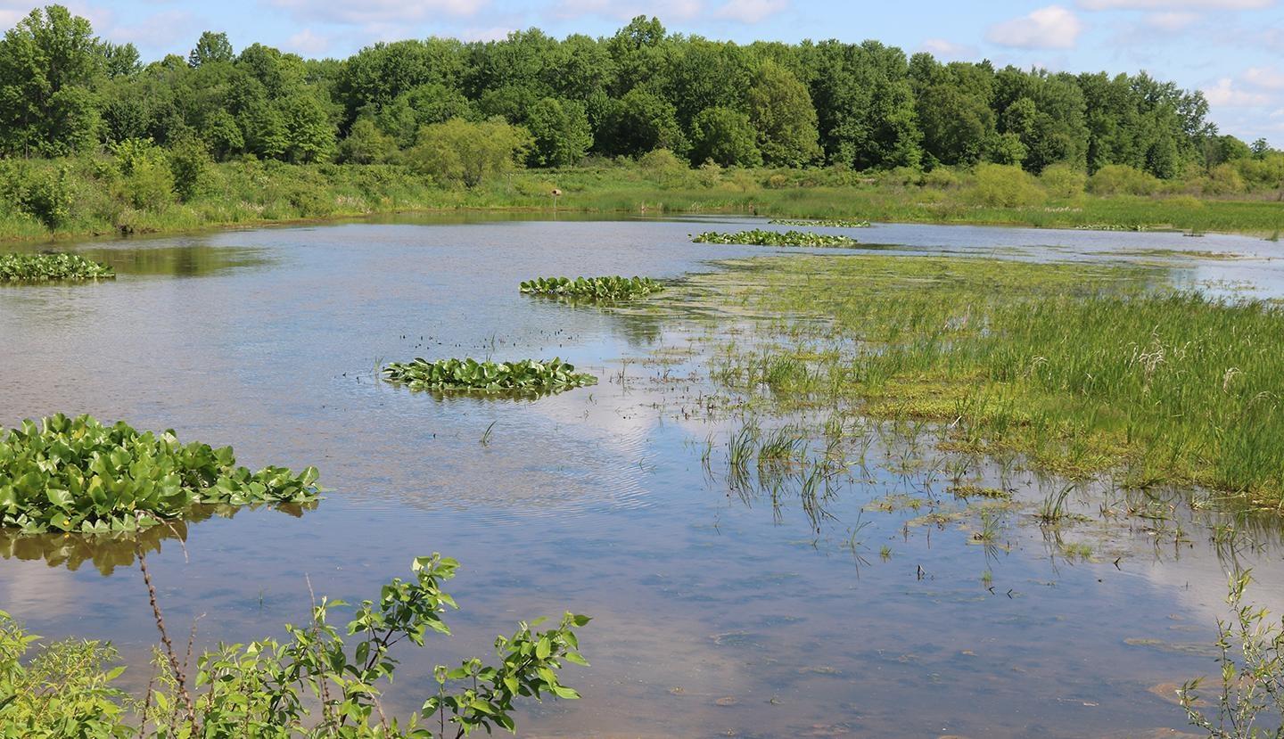 By Nature’s Design: Exploring Our Native Wildlife — Native & Invasive Species of the Wetlands
