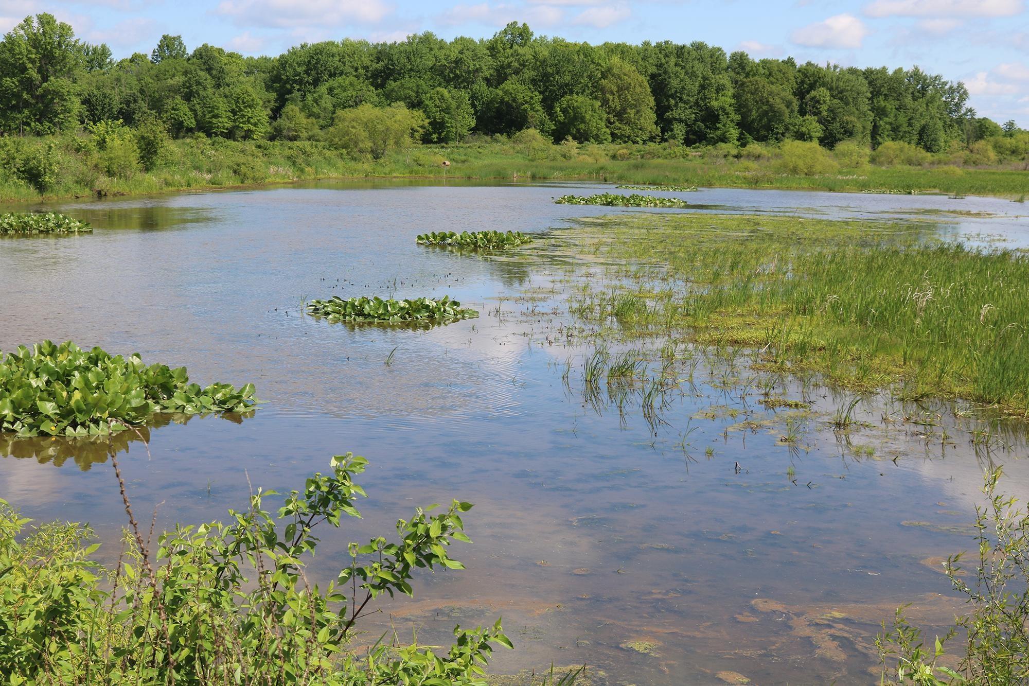 Native & Invasive Species of the Wetlands