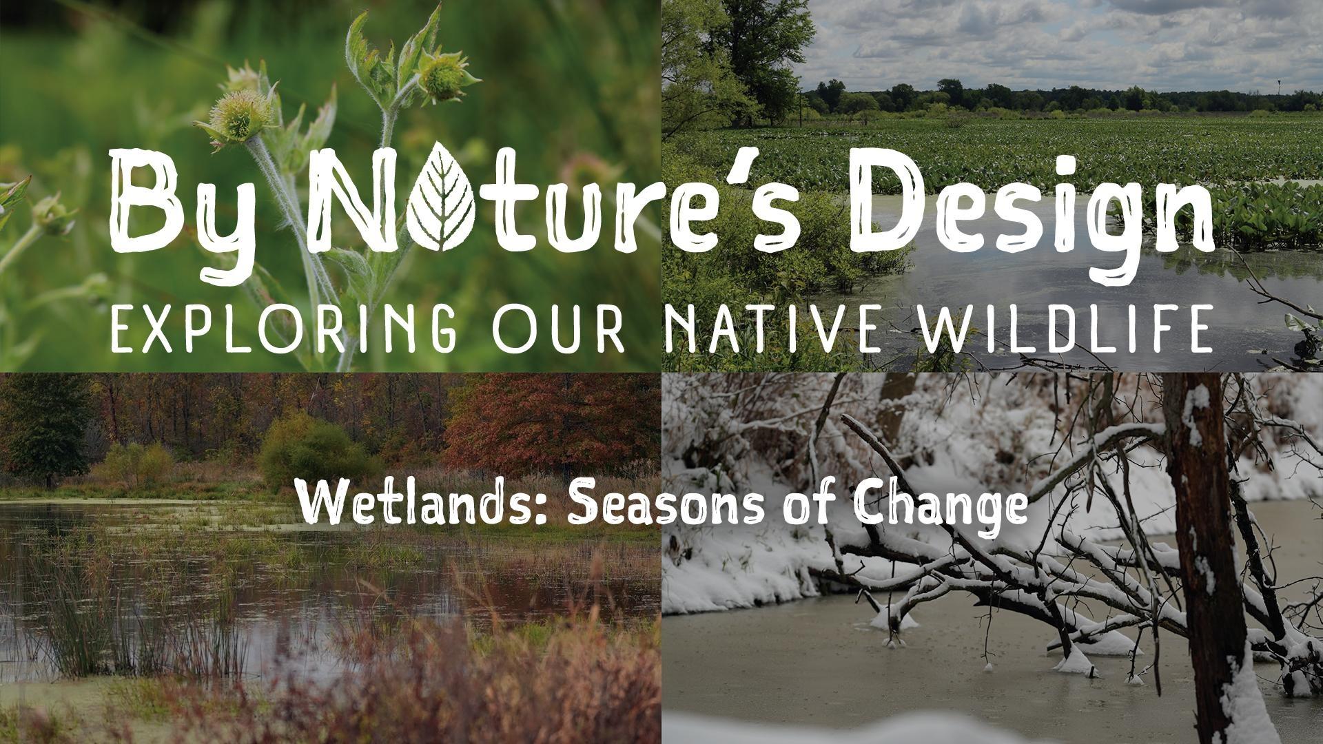 Wetlands: Seasons of Change