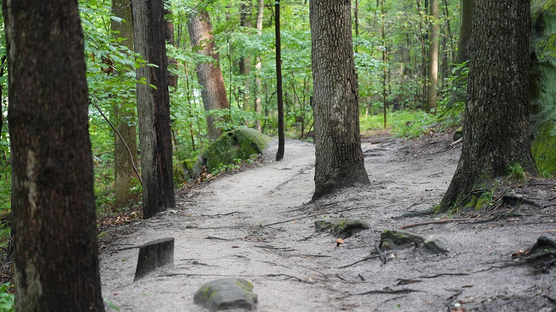 By Nature's Design: Inside the Forest
