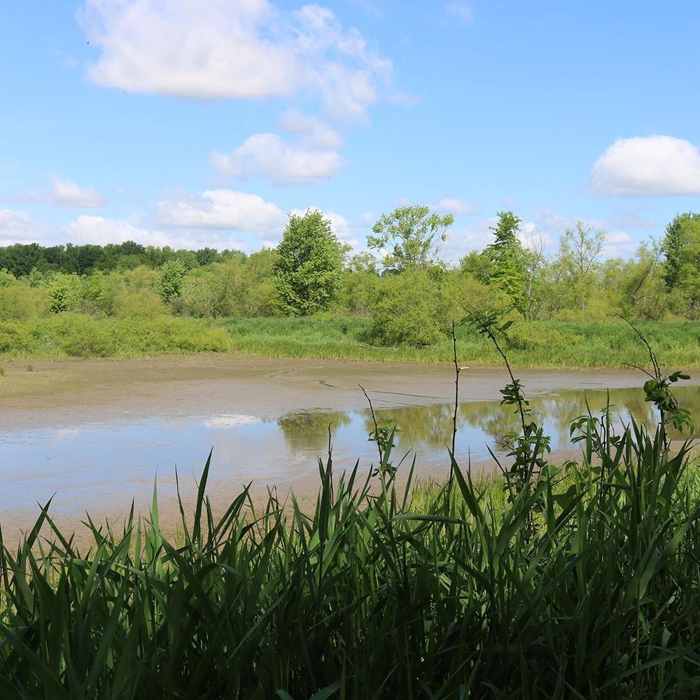By Nature’s Design: Exploring Our Native Wildlife