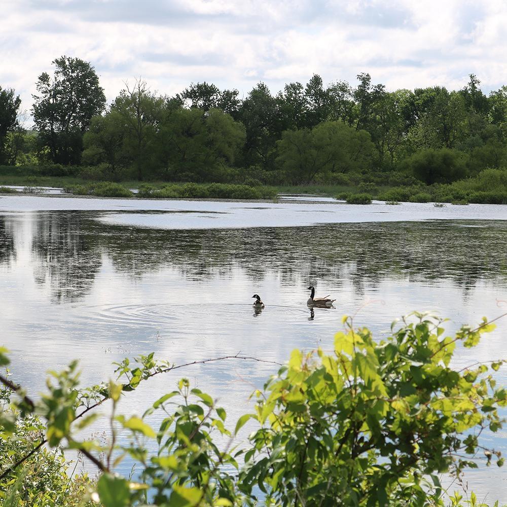 By Nature’s Design: Exploring Our Native Wildlife