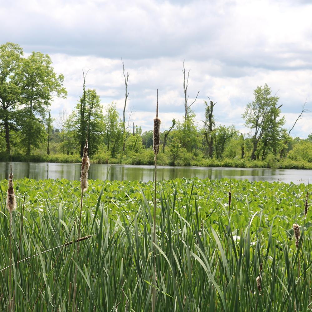 By Nature’s Design: Exploring Our Native Wildlife