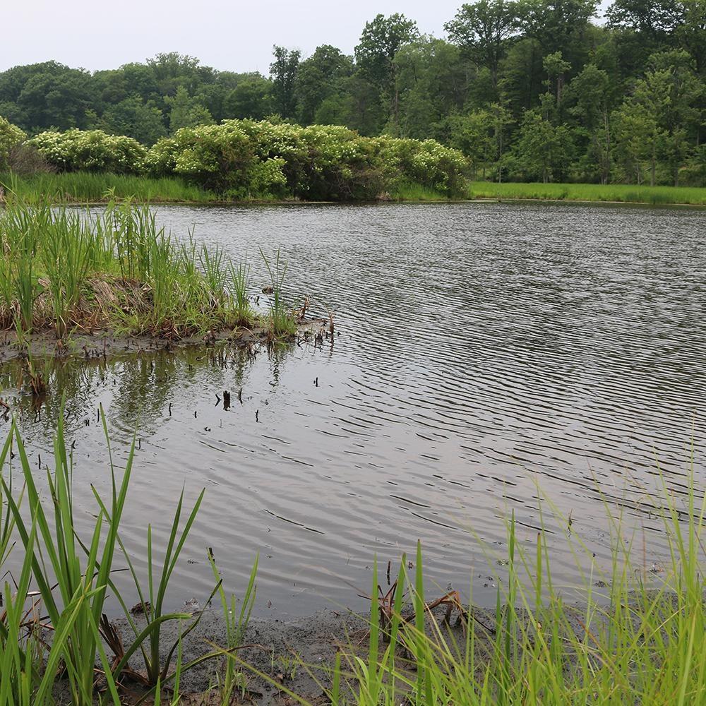 By Nature’s Design: Exploring Our Native Wildlife