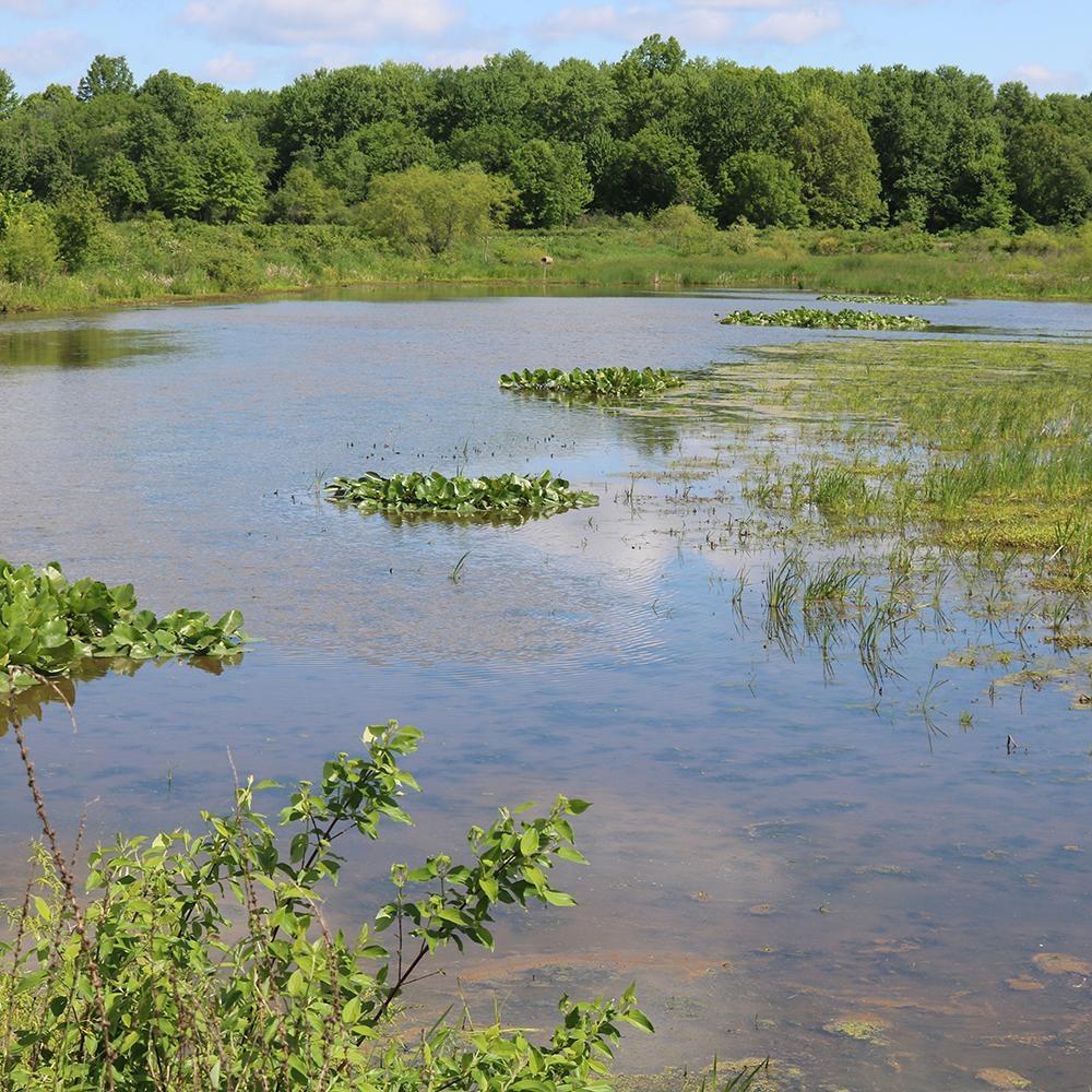 By Nature’s Design: Exploring Our Native Wildlife