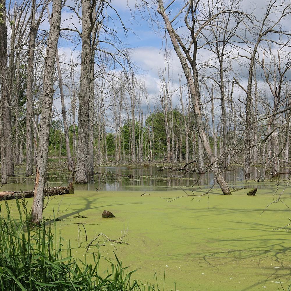By Nature’s Design: Exploring Our Native Wildlife