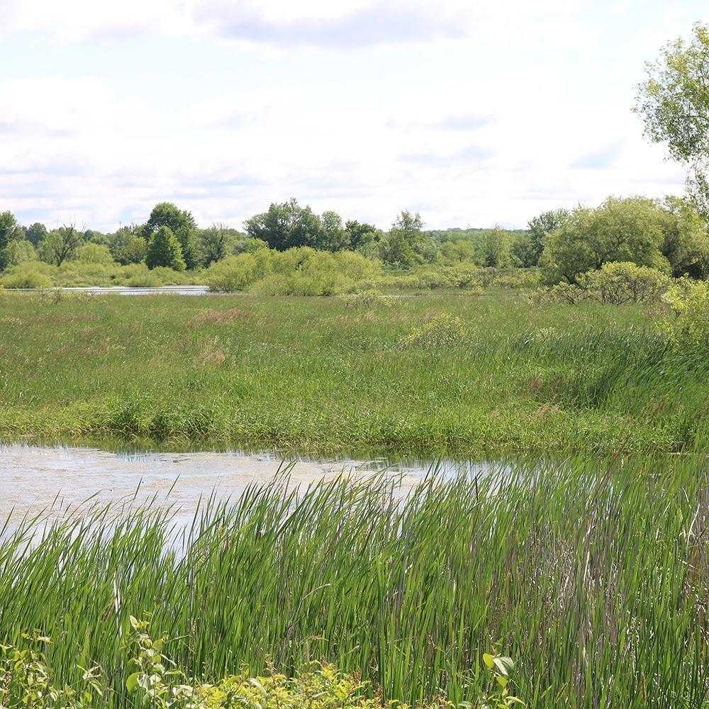 By Nature’s Design: Exploring Our Native Wildlife