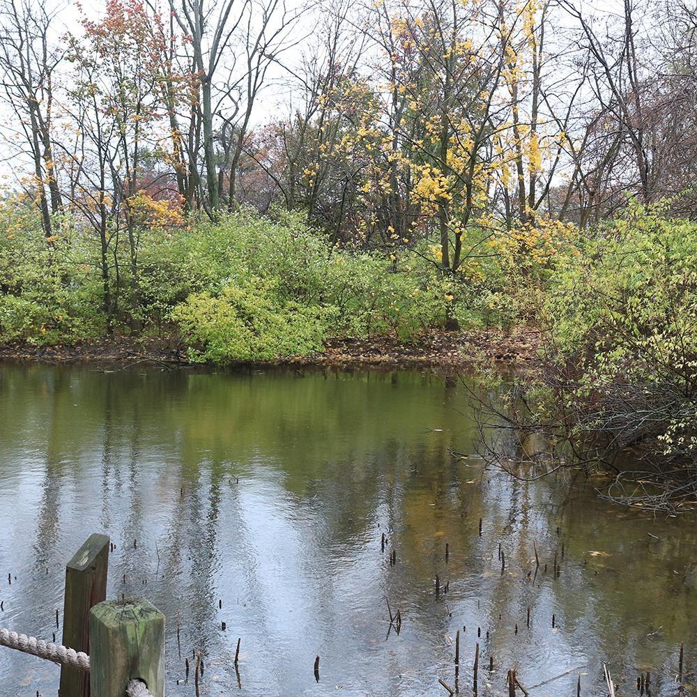 By Nature’s Design: Exploring Our Native Wildlife, Welcome to the Wetlands