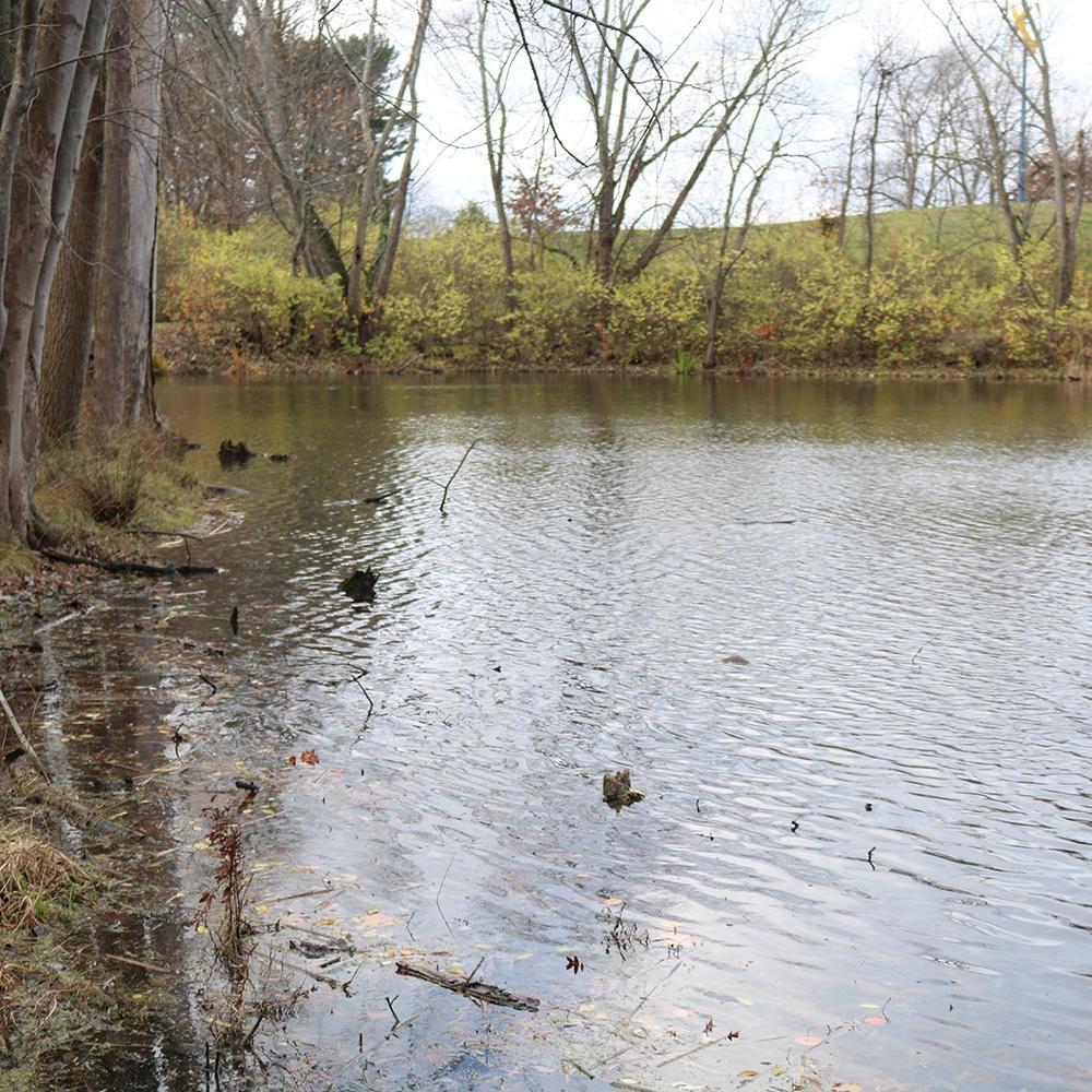 By Nature’s Design: Exploring Our Native Wildlife, Welcome to the Wetlands