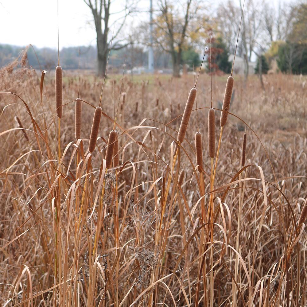 By Nature’s Design: Exploring Our Native Wildlife, Welcome to the Wetlands
