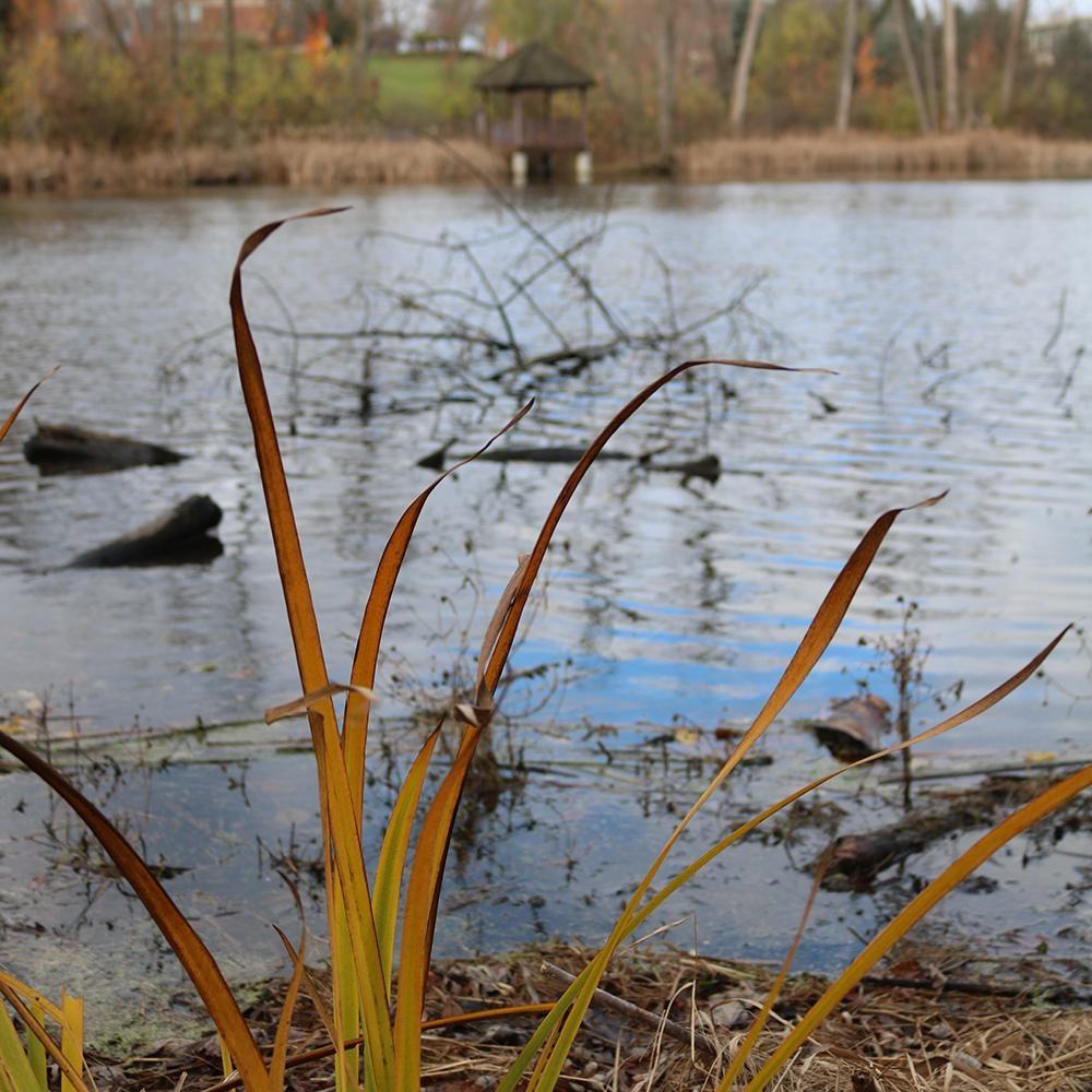 By Nature’s Design: Exploring Our Native Wildlife, Welcome to the Wetlands