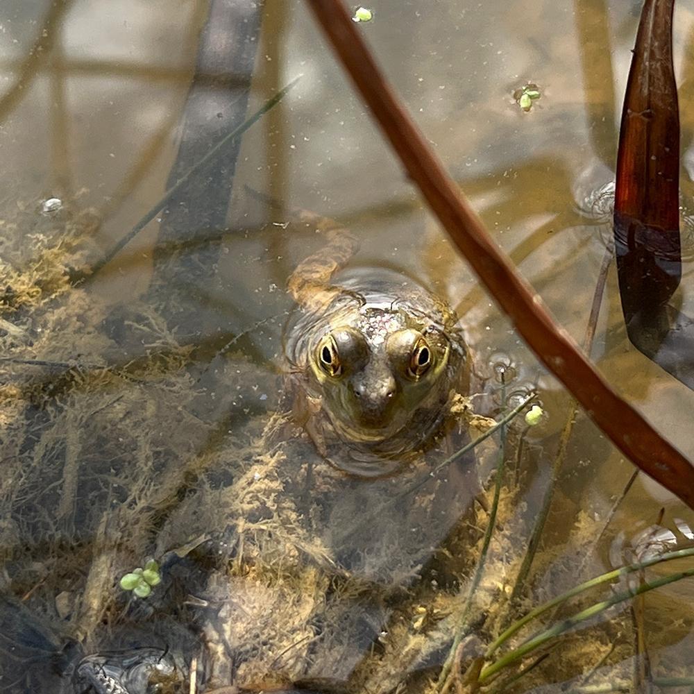 By Nature’s Design: Exploring Our Native Wildlife, Welcome to the Wetlands