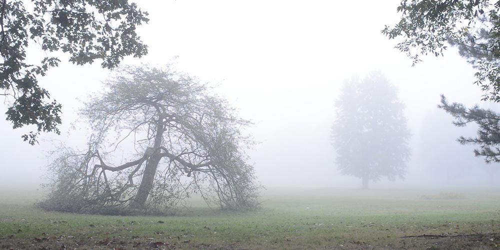 Fog at Schneider Park