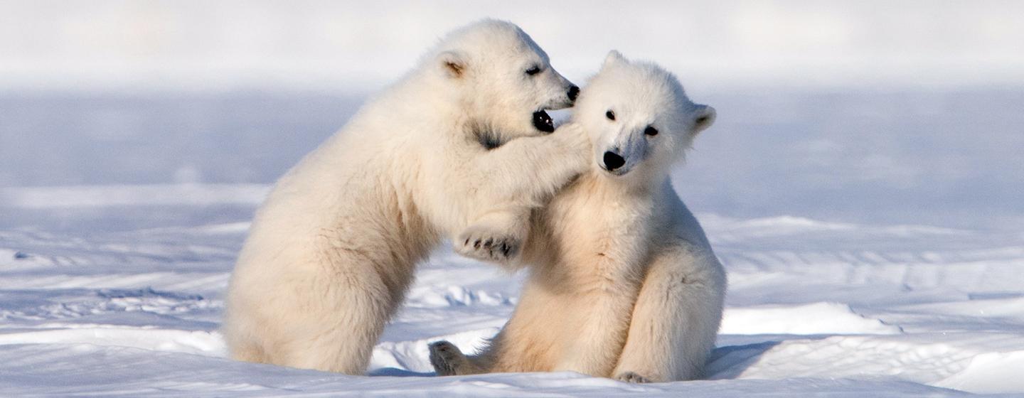 Nature, Snow Bears