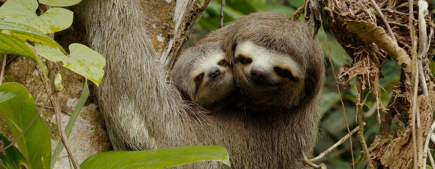 Brown-throated Sloths