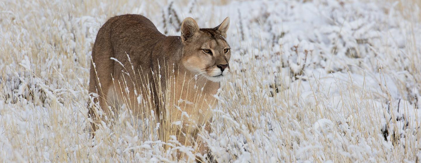 Nature, Pumas: Legends of the Ice Mountains