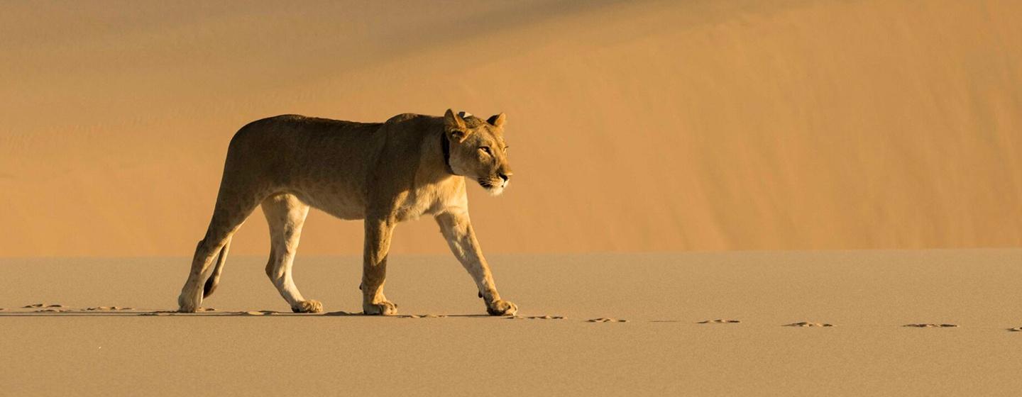 Nature, Lions of the Skeleton Coast