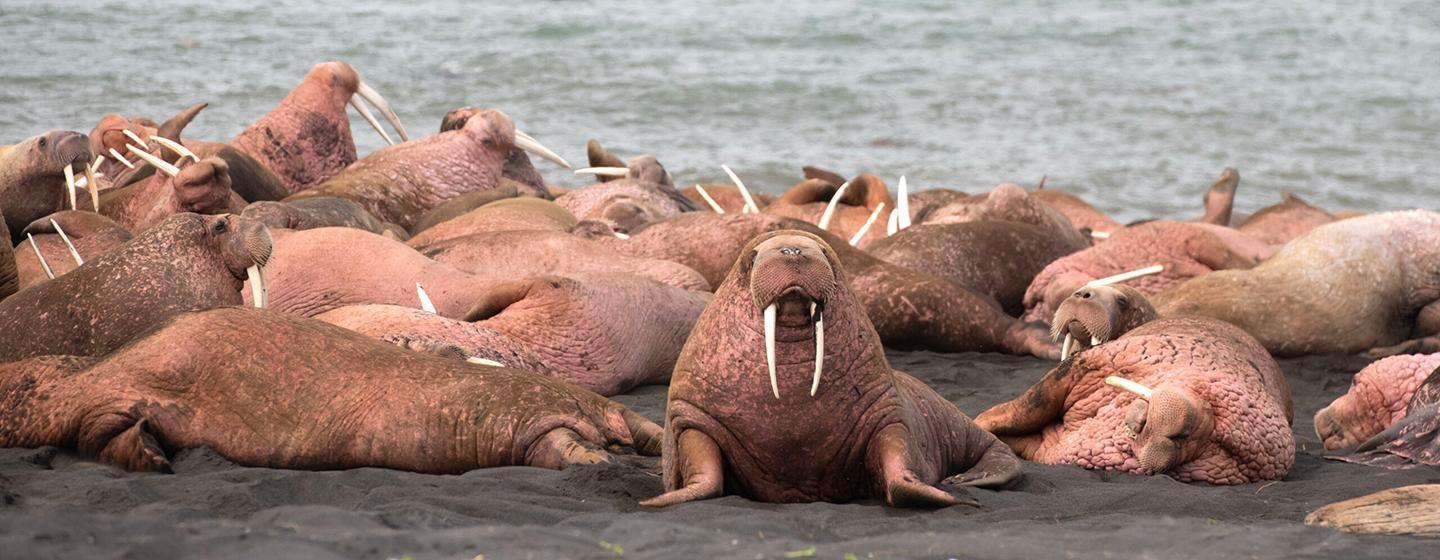 Nature, Walrus: Life on Thin Ice