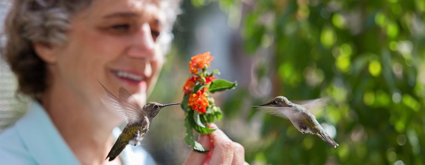 Nature, Hummingbirds of Hollywood