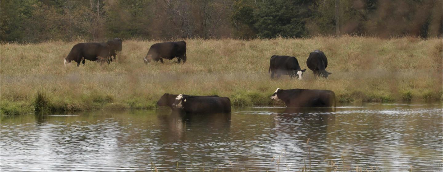 Frontline, Contaminated: The Carpet Industry’s Toxic Legacy - Credit: Mariam Dwedar