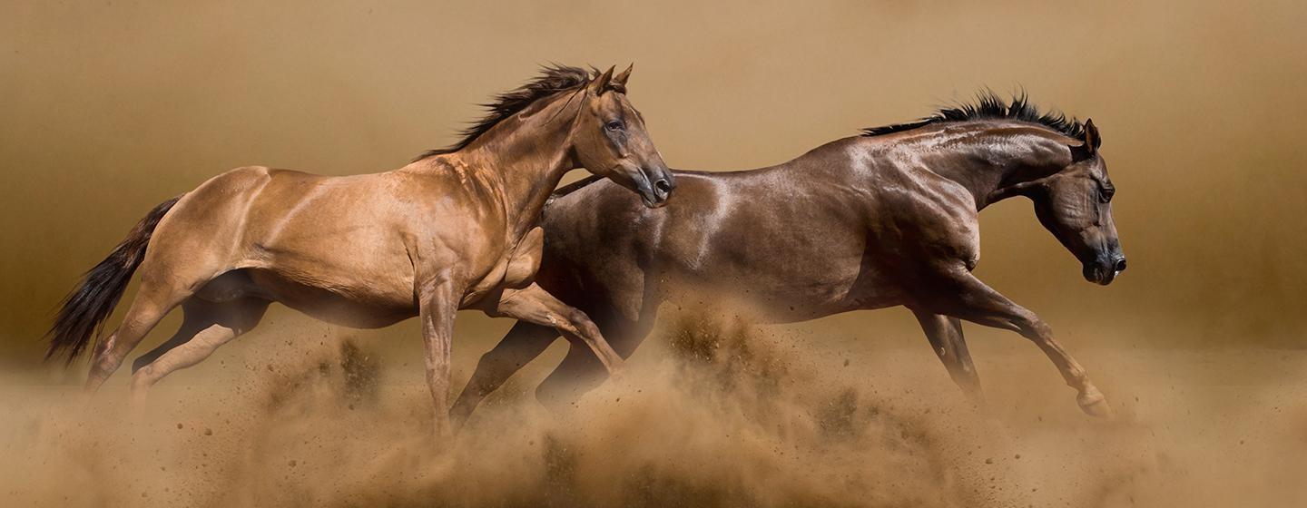 Nature, American Horses