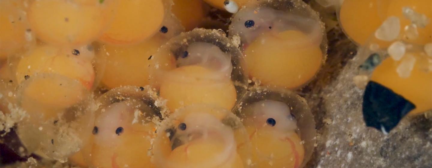 Great Lakes Now, Great Lakes Wildlife — madtom eggs