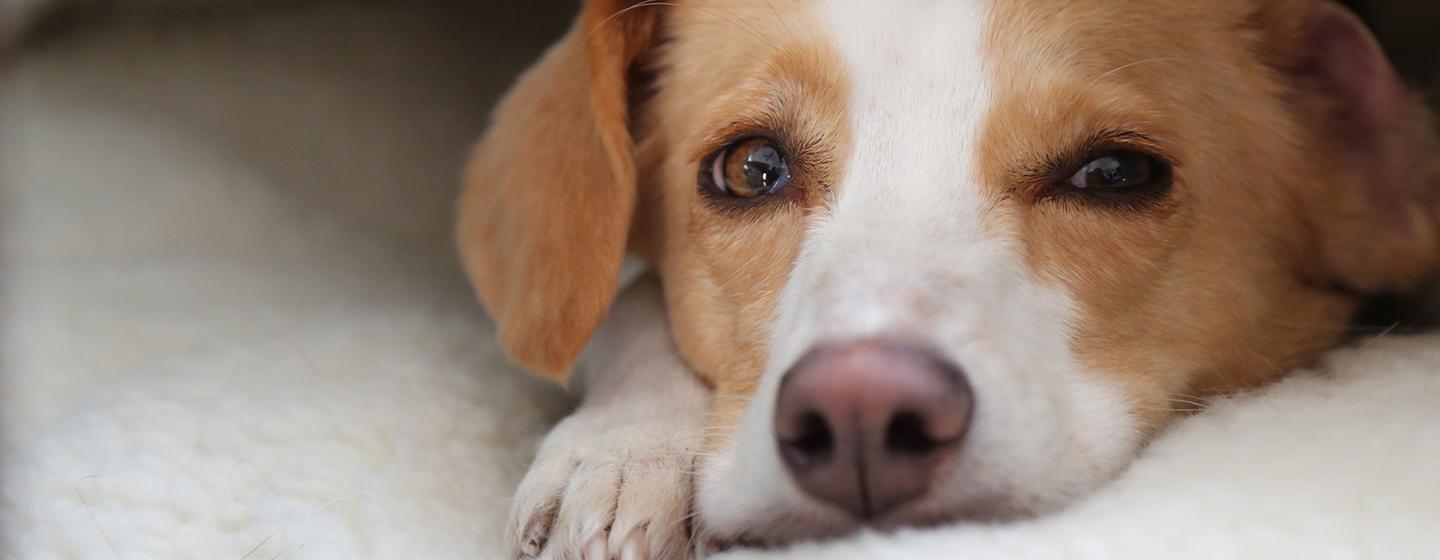 Nova, Can Dogs Talk?