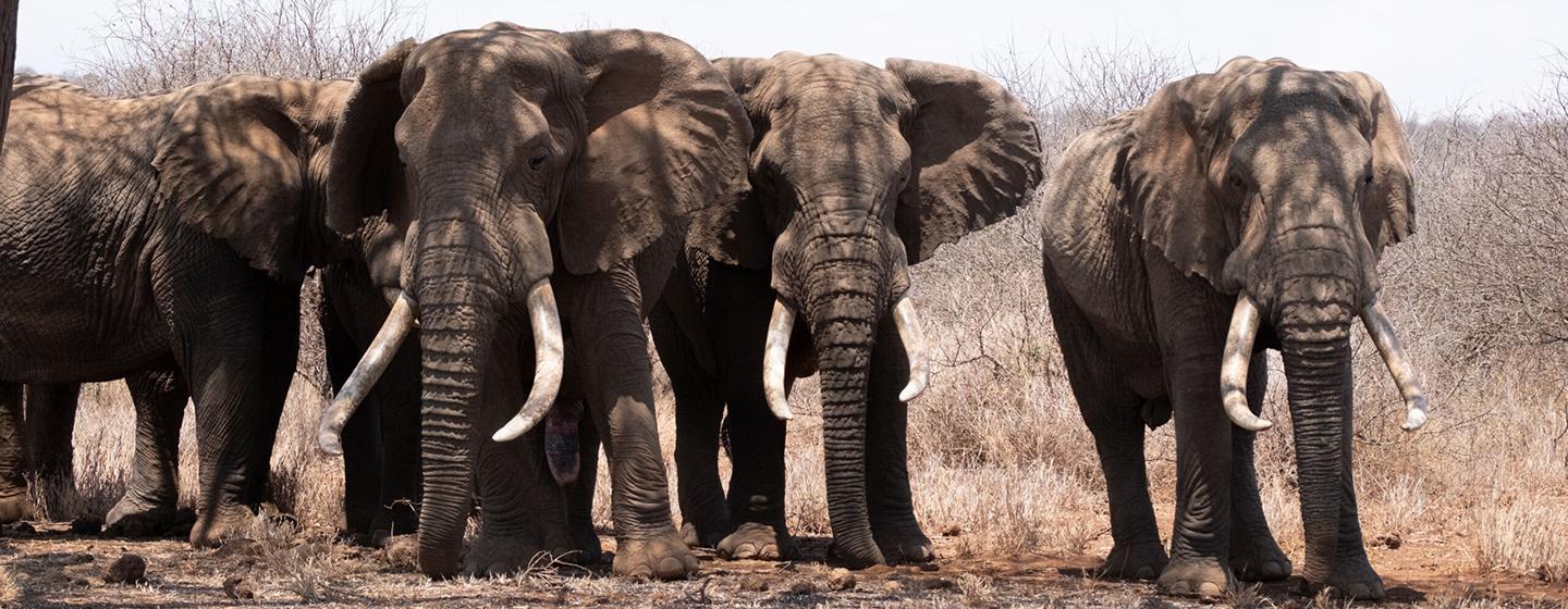 Nature, Tusker: Brotherhood of Elephants