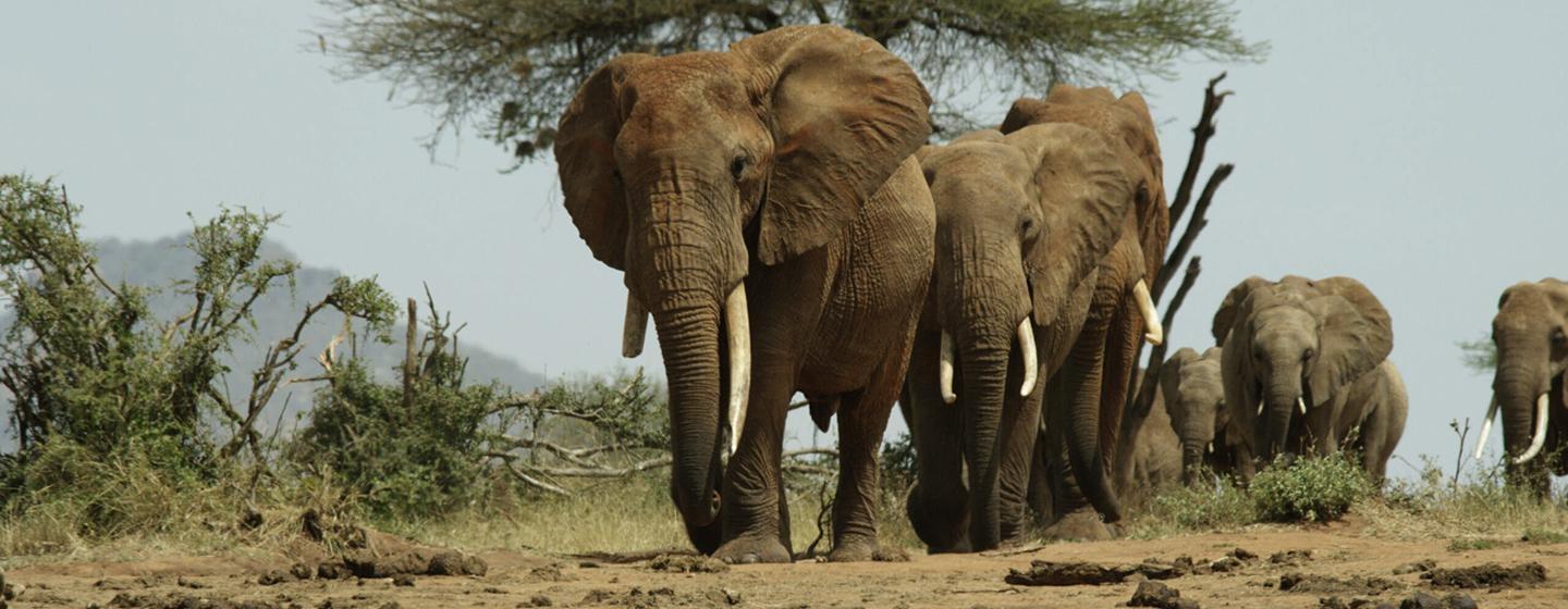 Nature, The Elephant and the Termite