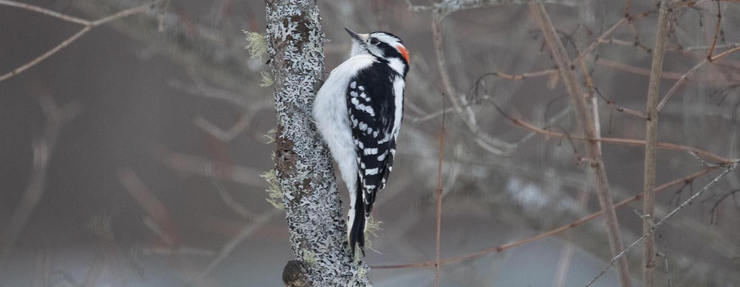 Nature, Woodpeckers: The Hole Story