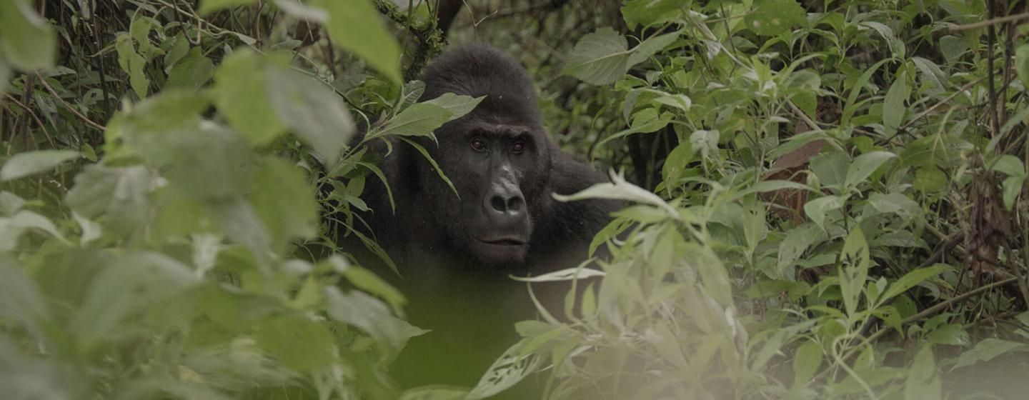 Nature, Silverback