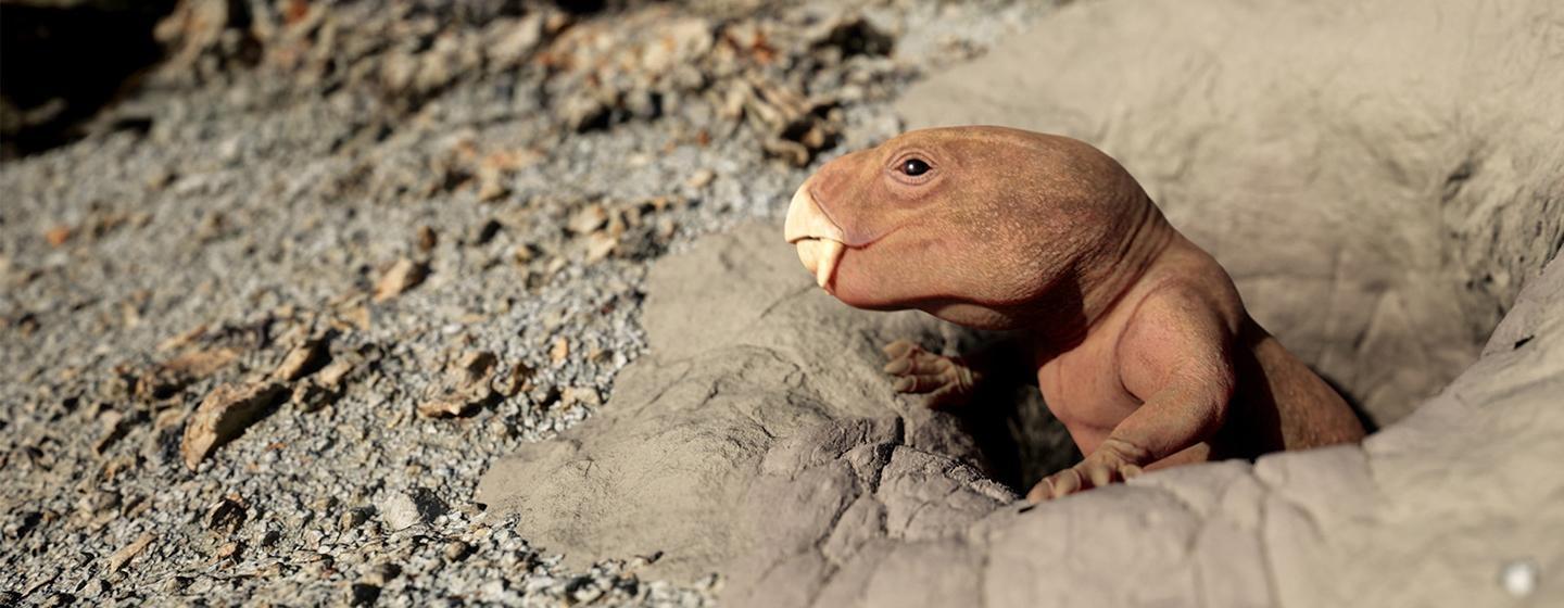 Nova, Mammal Origins