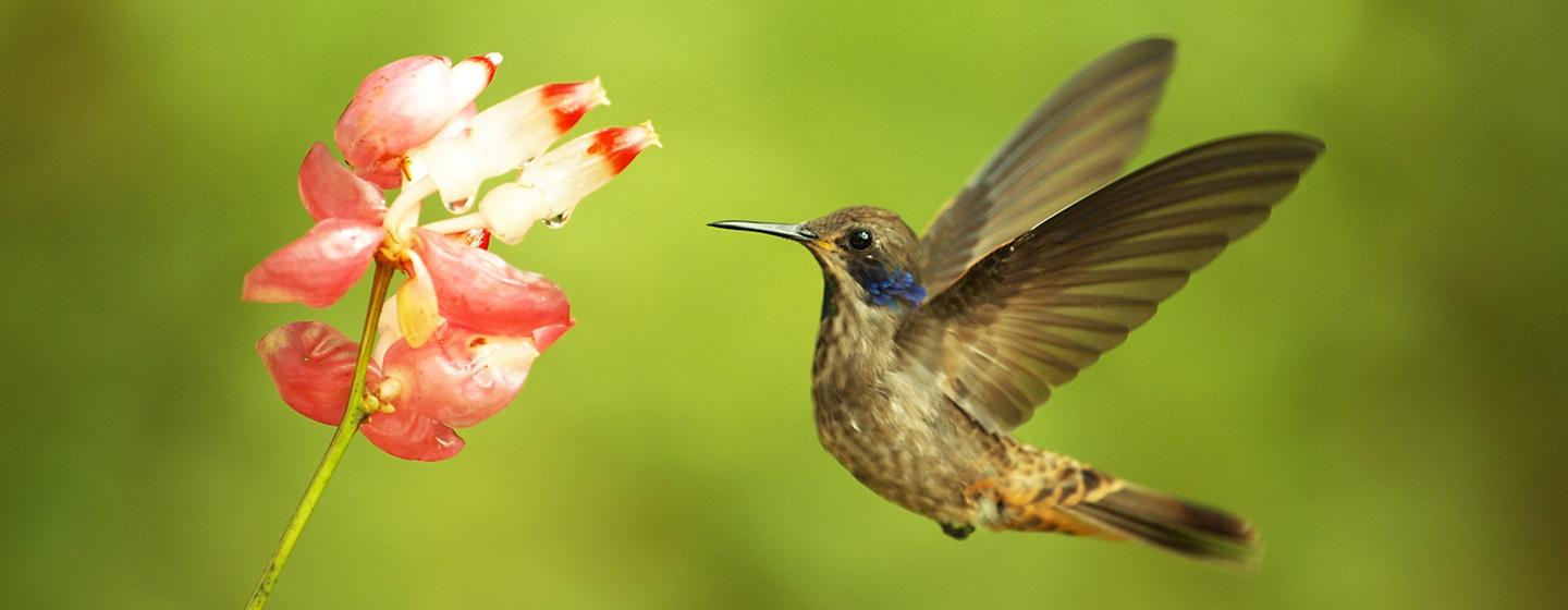 Nature, Super Hummingbirds