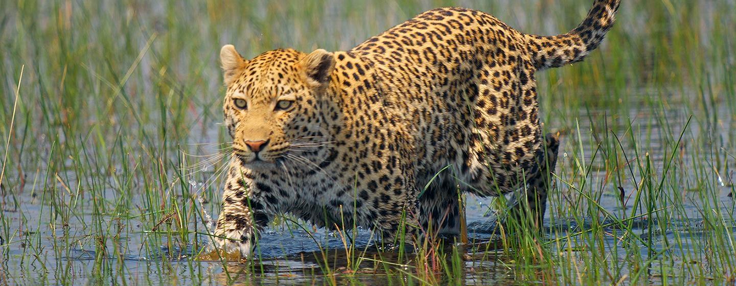 Big Cats 24/7