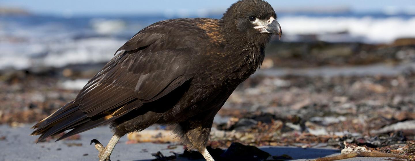 Nature, Raptors: A Fistful of Daggers