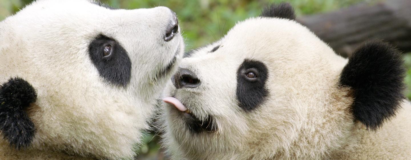 Nature, Pandas: Born to Be Wild