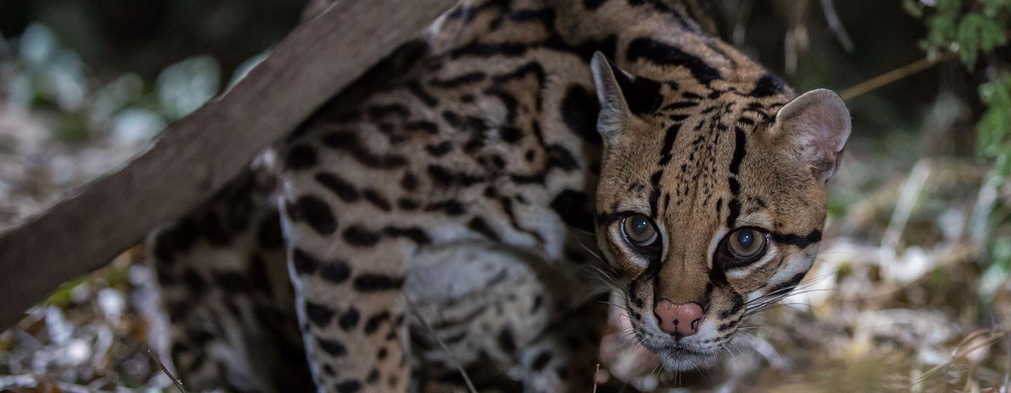 Nature, American Ocelot