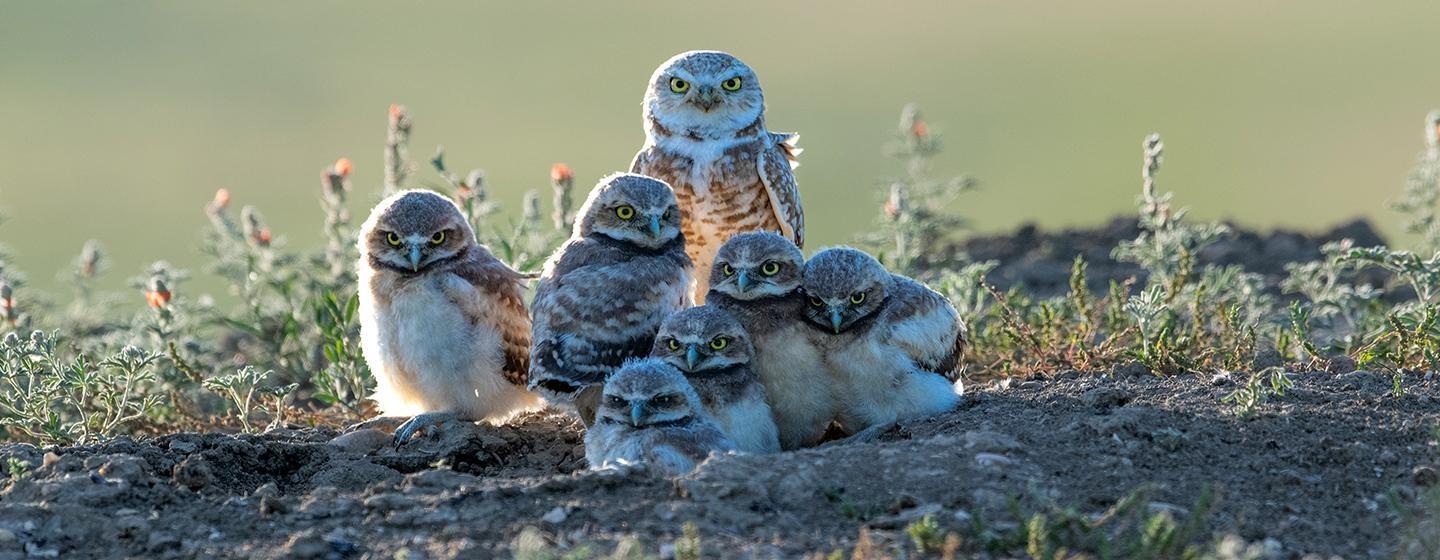 Nature, Parenthood: The Greatest Adventure