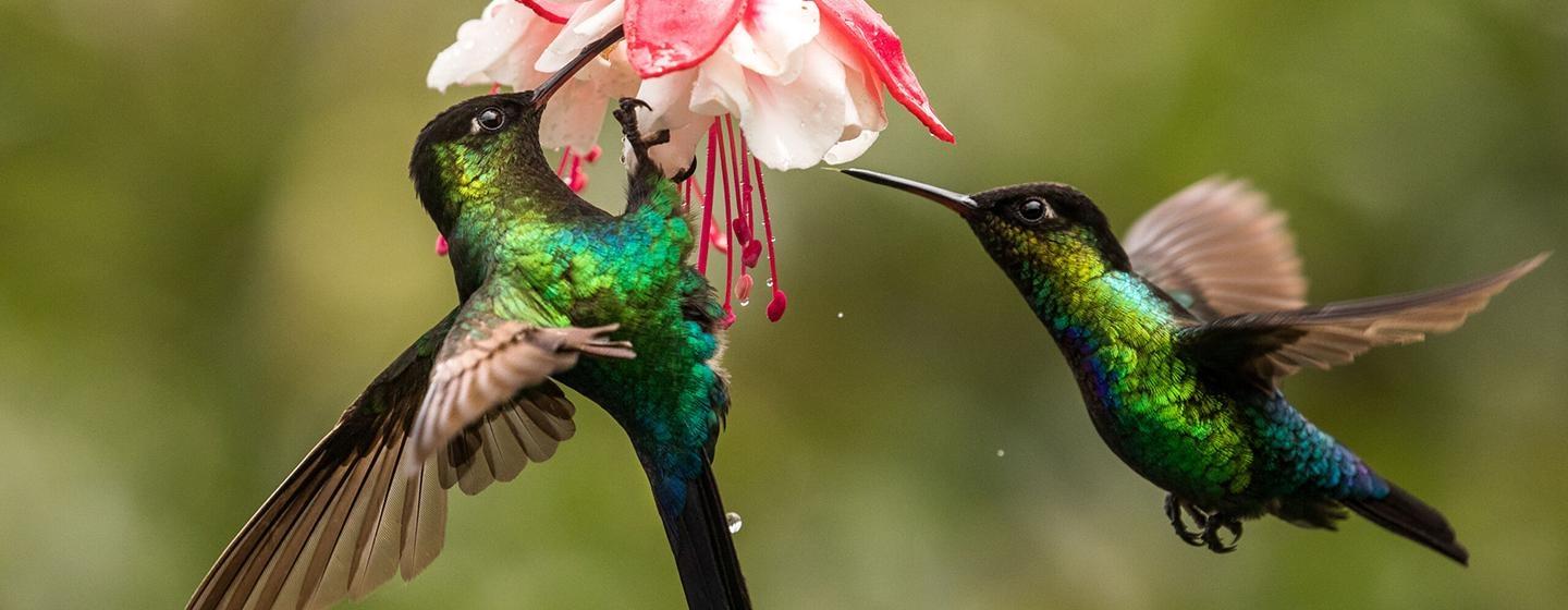 Nature, The Hummingbird Effect