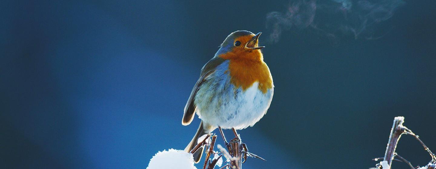Nature, Attenborough’s Wonder of Song