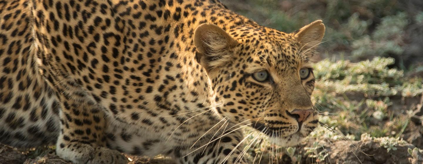 Nature, The Leopard Legacy