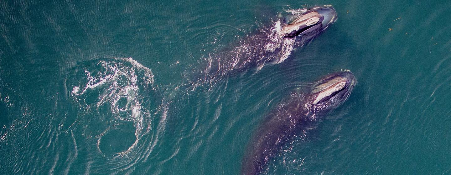 Nova, Saving the Right Whale