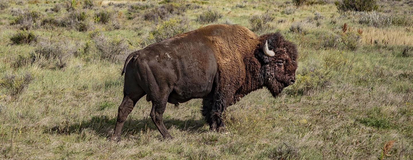 The American Buffalo