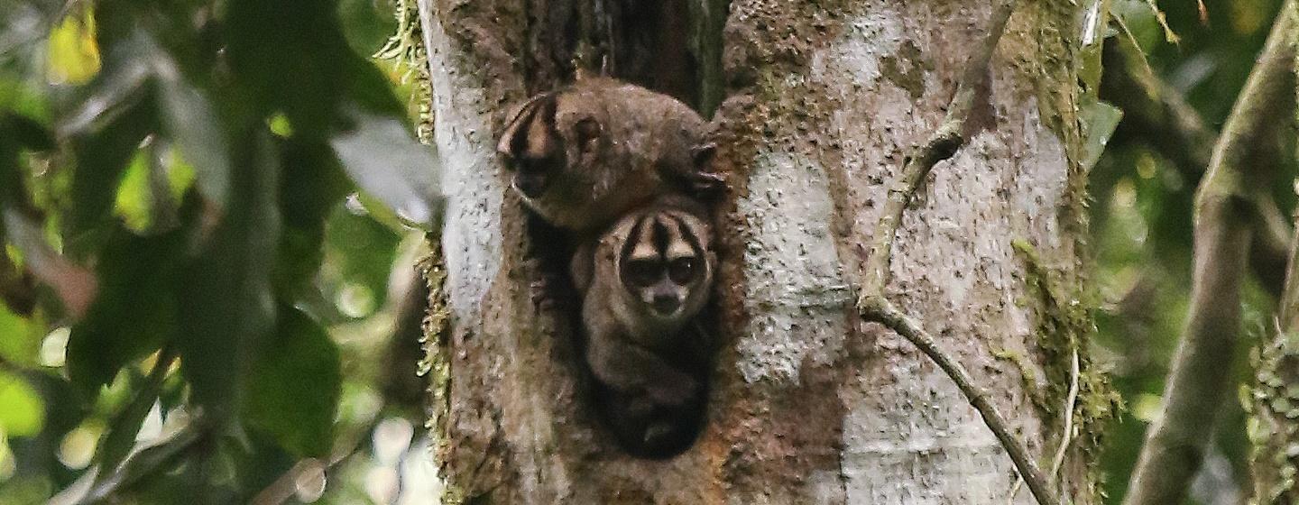 A pair of curious night monkeys (Aotus vociferans) peering from a tree hollow. Yasuni Biosphere Reserve, Ecuador. Credit: Will Benson / © Atlantic Productions Ltd.