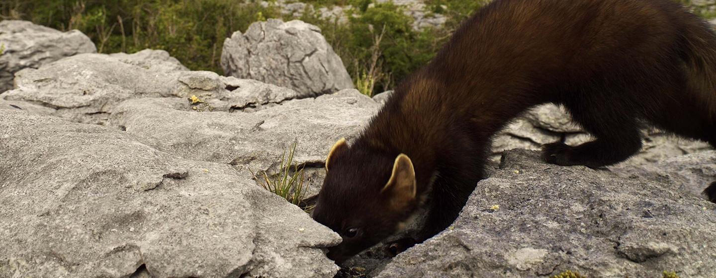 Nature, Wild Ireland: Kingdom of Stone