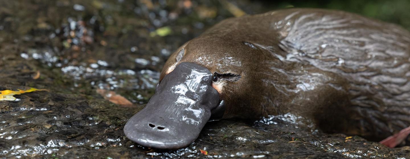 Nature, The Platypus Guardian