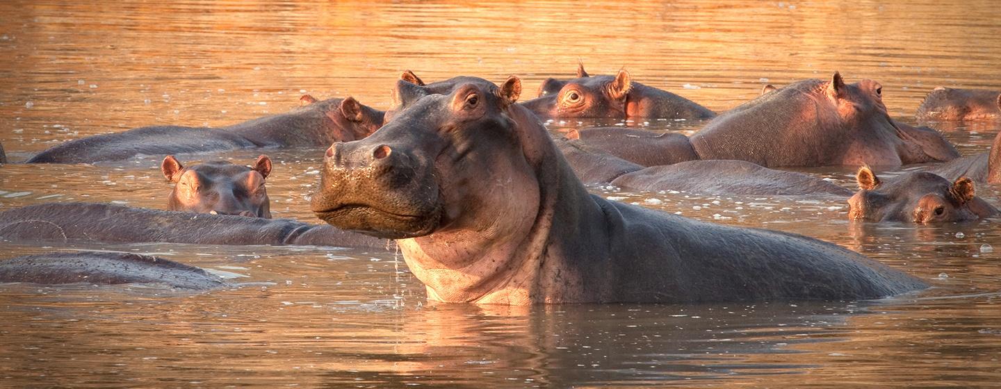 Nature, Hippo King