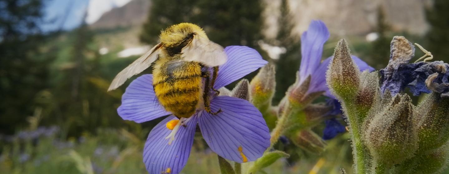 Bugs That Rule the World