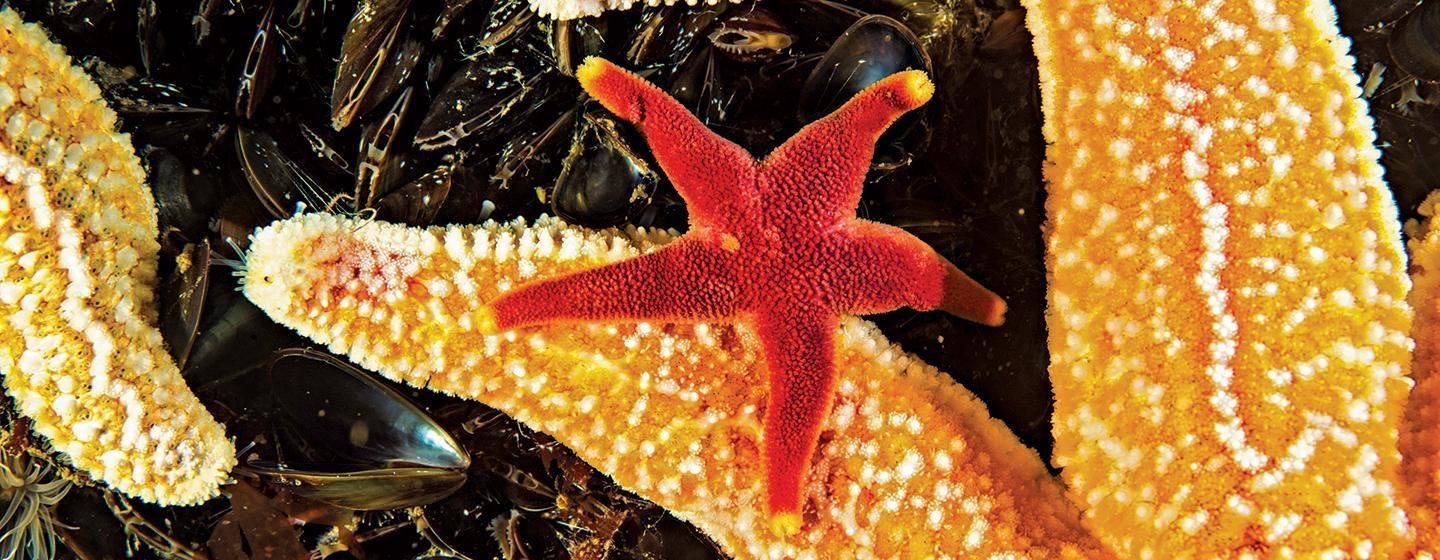 Sea Change: The Gulf of Maine, A NOVA Special Presentation
