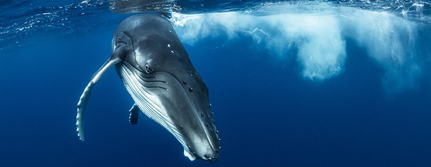 Ocean Souls